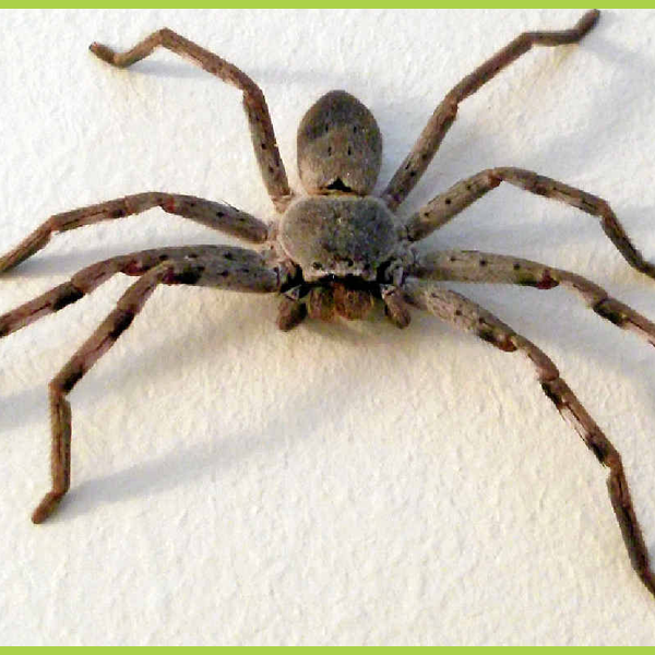 Why do huntsman spiders come inside Competitive Pest Control