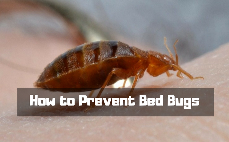 How To Prevent Bed Bugs? 