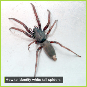 How to get Rid of White Tail Spiders - Competitive Pest Control