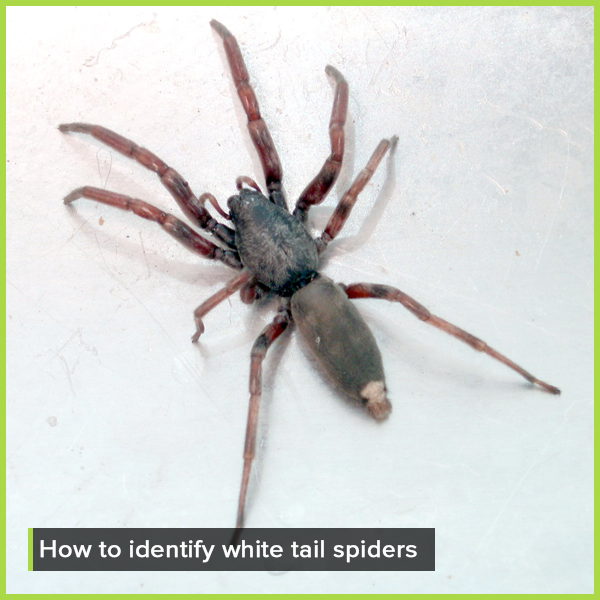 What to Expect from a White Tail Spider Bite