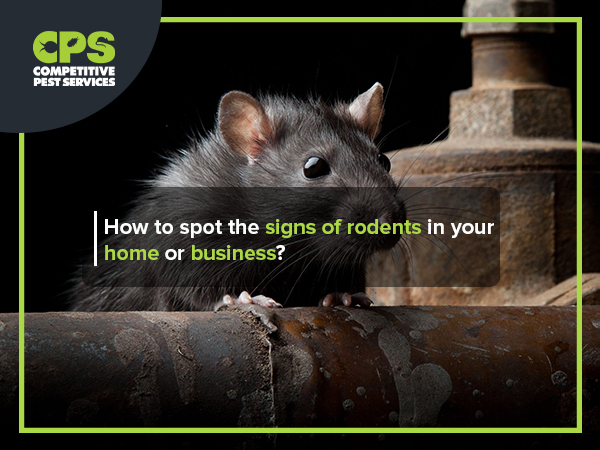 How to spot the signs of rodents | Competitive Pest Services