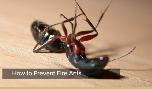 Deadant Fire Ant Killer-Best Fire Ant Killer in Queensland