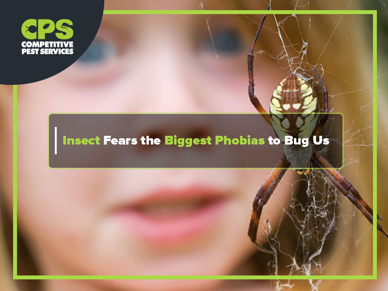Insect Fears the Biggest Phobias to Bug us Competitive Pest Control