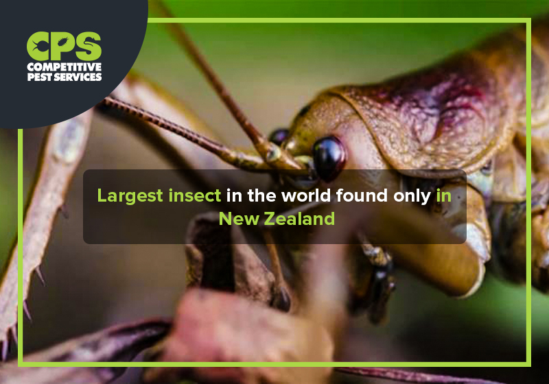 largest insect in the world