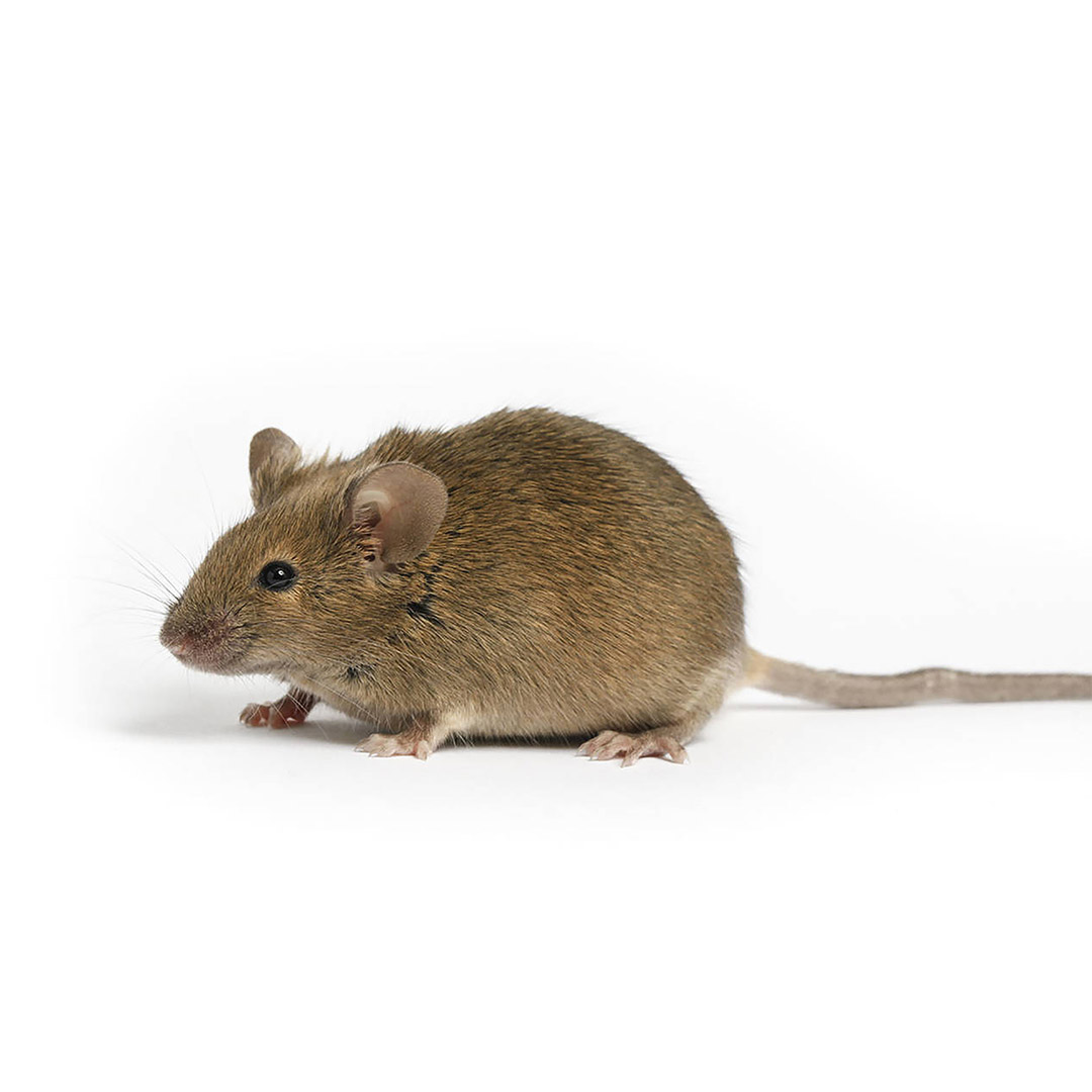 Mice - Residential Rodent Control - Competitive Pest Control