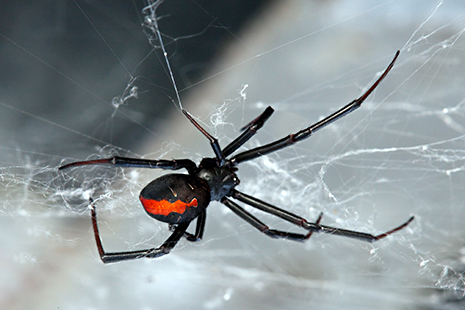 RED BACK Spider