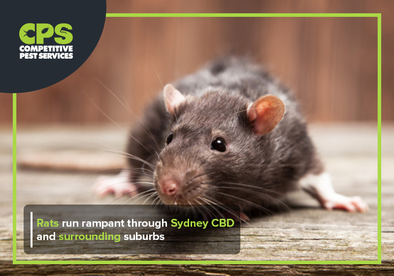 Rats run rampant through Sydney CBD and surrounding suburbs