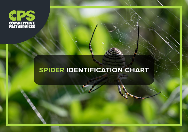 Spider Identification Chart