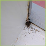 The Early Signs of Termites | Competitive Pest Services