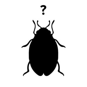 The Evolution of Bed Bugs_ Competitive Pest Services