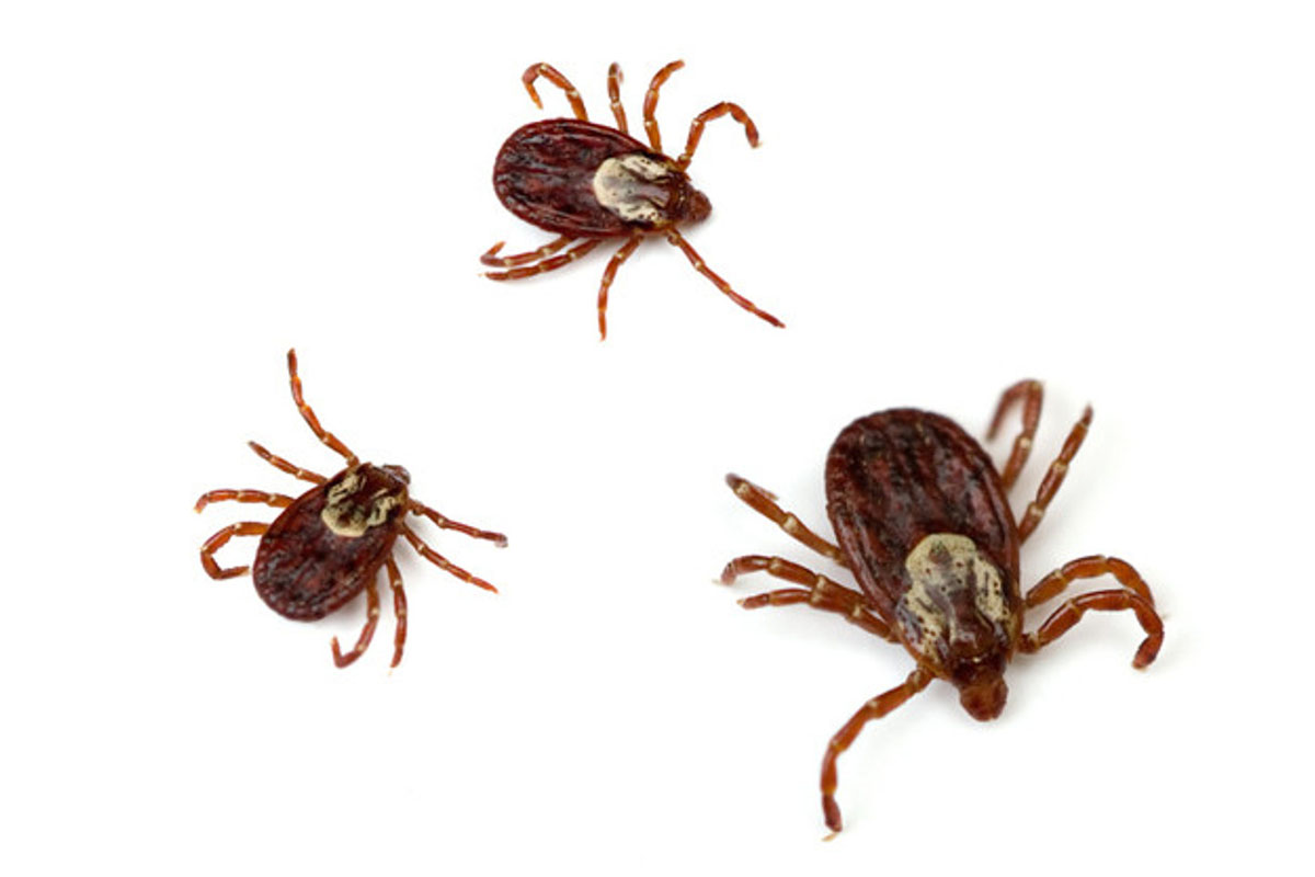 Ticks Pest Control and Removal Sydney - Competitive Pest Control