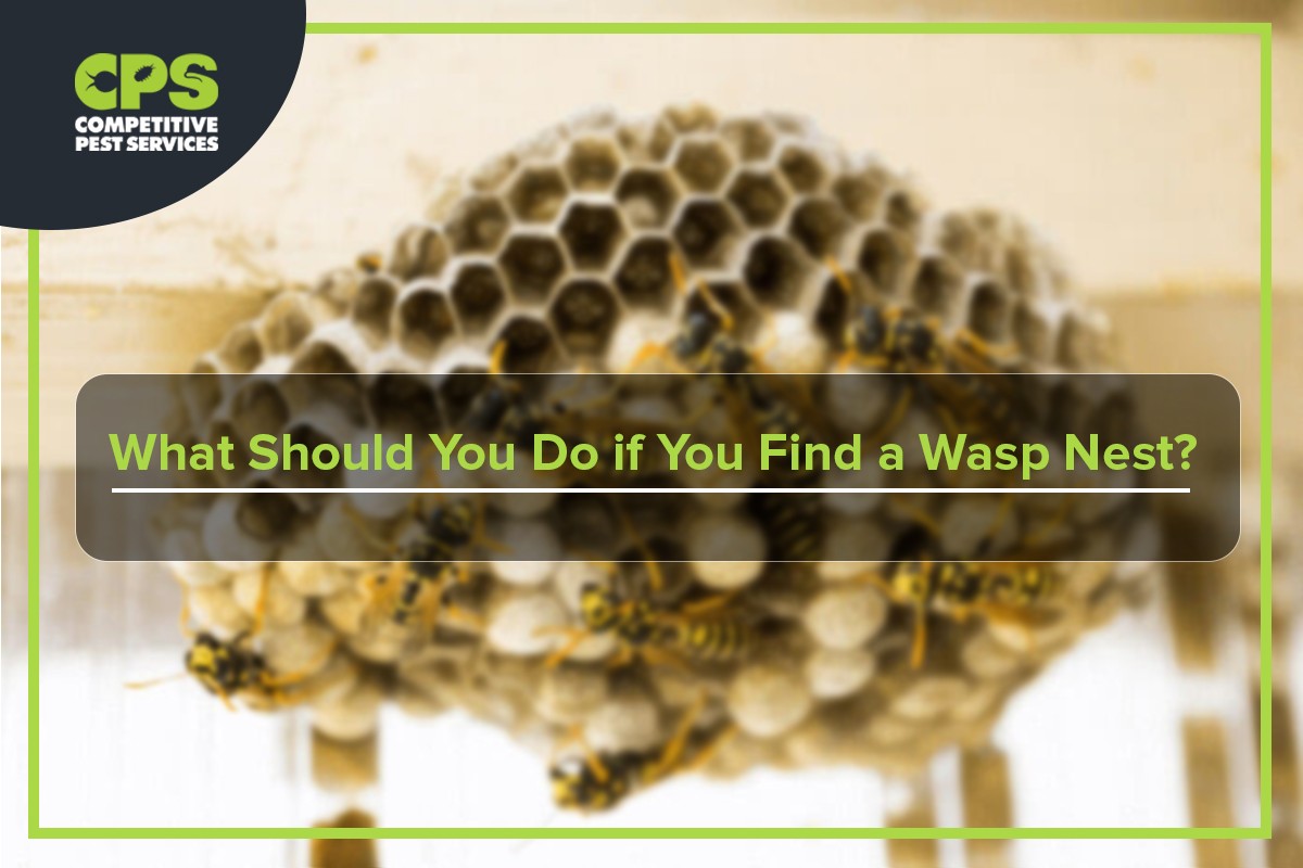 What Should You Do If You Find A Wasp Nest? Competitive Pest Services