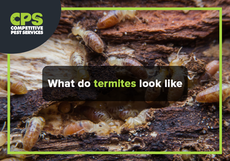 What Do Termites Look Like Competitive Pest Control