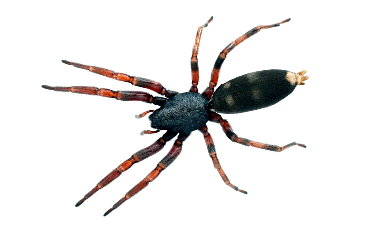 White-Tailed - Spider Pest Control - Competitive Pest Control