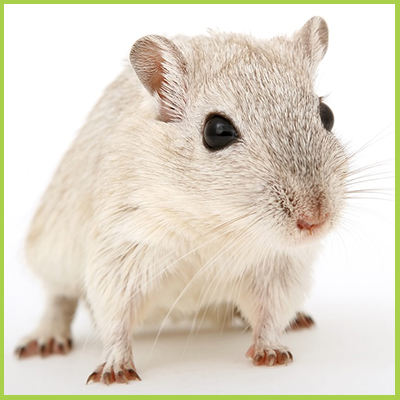 New product to make Car Wires may be attracting rats! _ Competitive Pest Services