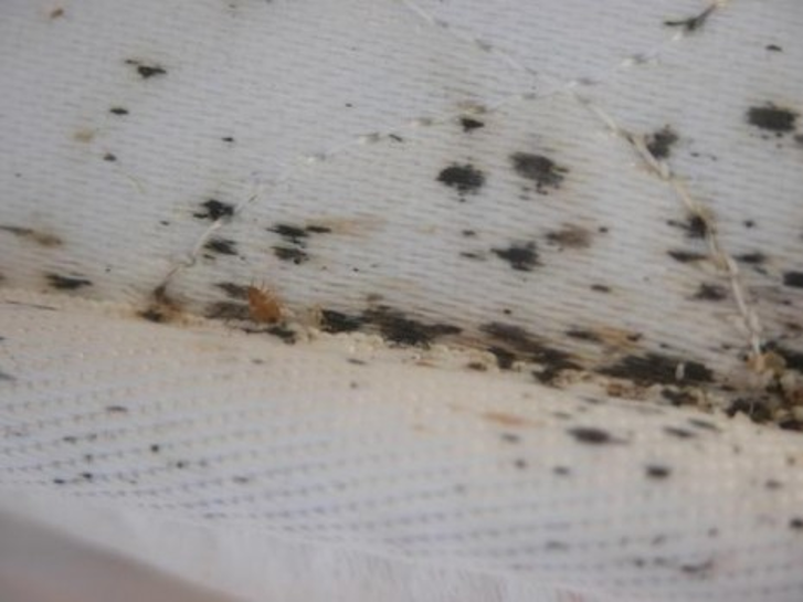 How To Identify Bed Bugs In Your Hotel Room Competitive Pest Services   Bedbugs 