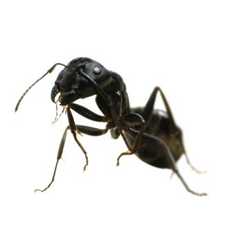 Ants digging up dirt under pavers? Here's what to do! — Gold Coast