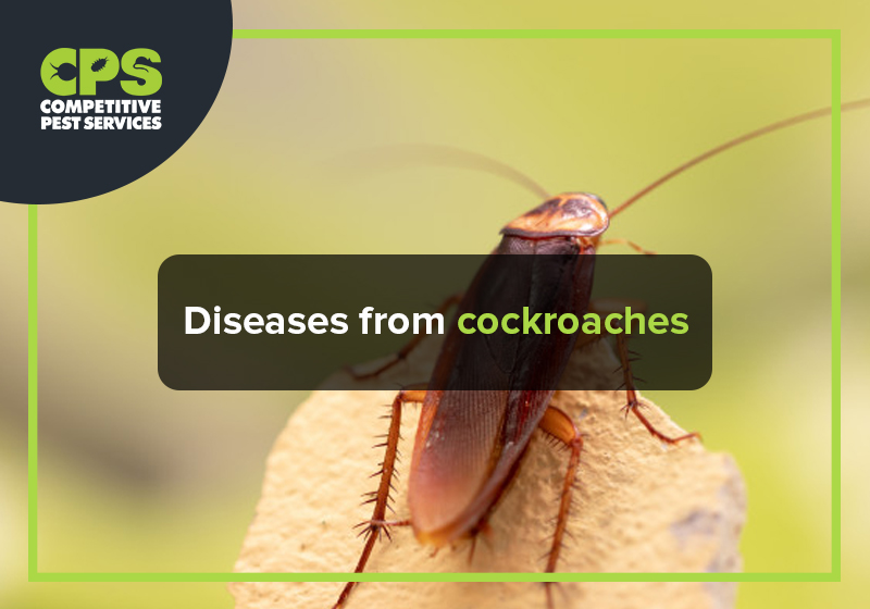 Diseases from cockroaches | Competitive Pest Services