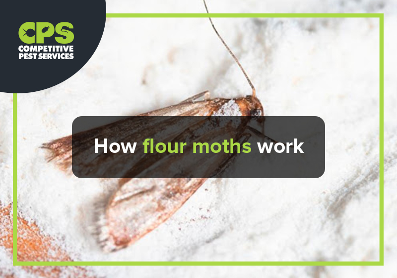 How flour moths work? | Competitive Pest Services
