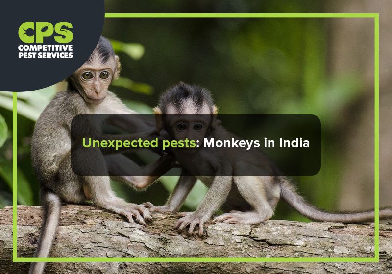 Unexpected pests Monkeys in India Competitive Pest Control