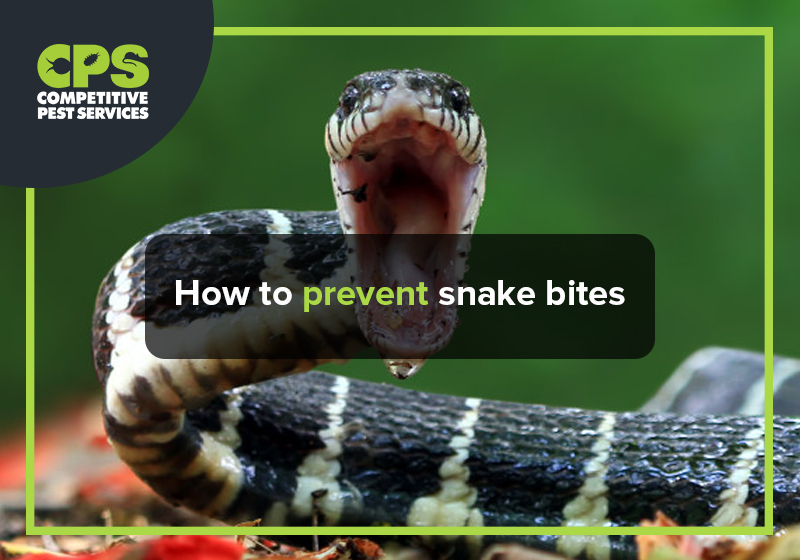 how-to-prevent-snake-bites-competitive-pest-services