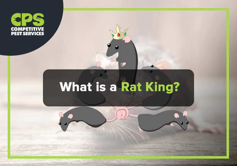 A rat king is a collection of rats whose tails are intertwined and bound  together in