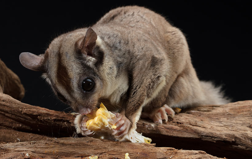Native Sugar Gliders Offer Pest Control Solution - Competitive Pest Control