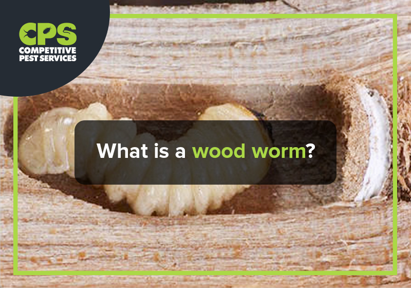 What is a wood worm? Competitive Pest Services